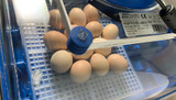 Can You Increase the Chances of Female Chicks When Incubating Eggs?