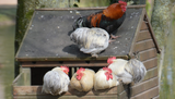 Can chickens make you sick?