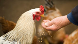 A Complete Guide to All Types of Chicken Feed