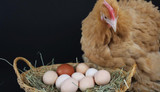 How to Choose the Right Nesting Box for Your Chickens