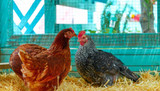 Worms, Mites and Lice in Chickens