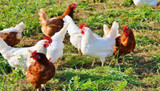Chicken Superfoods - Which Ones Work?