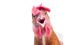 Chicken Thrush - Candidiasis - Treatment and Prevention