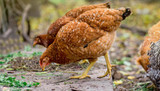 Do chickens need a Vitamin and Mineral Supplement?