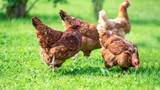 Why do chickens scratch the ground?