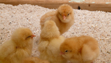 Brooder Box - The best solutions for raising baby chicks