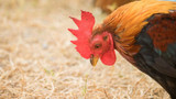 Coccidiosis in Chickens - Signs, Symptoms and Treatment