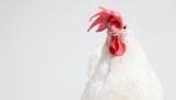Chicken Biosecurity - Poultry Disease Control and Prevention 