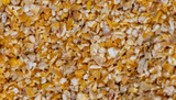 Is Cracked Corn Good for Chickens