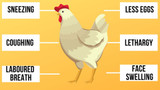 Chicken Wheezing: Identify Chicken Respiratory Disease.