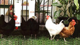 The Complete Guide to Dine-A-Chook Chicken Feeders