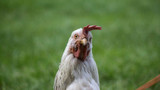 Does my Chicken have a Vitamin or Mineral Deficiency?