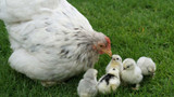 Can you Keep Ducks, Geese and Chickens together?
