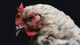 E. coli in backyard chickens: What you should know