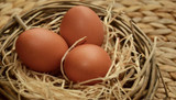 5 tips for choosing eggs to improve hatch rate