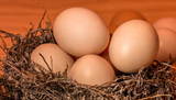 Where to get fertile chicken eggs for incubating