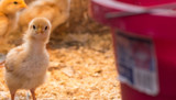 Brooder Enrichment for Chicks