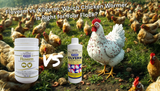 Fluverm vs. Kilverm: Which Chicken Wormer is Right for Your Flock?