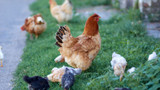 Foraging Greens Improves Chicken Behaviour
