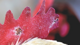 Recognise and Treat Fowl Pox in Chickens