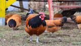 How Does Free-Choice Feeding for Chickens Work?