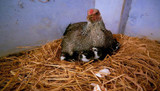 How to hatch chicken eggs under a hen