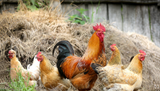 What age chicken to buy - A beginner's guide to getting the right chickens for you
