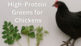 Top 10 High-Protein Chicken Forage Greens To Grow At Home
