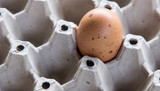 How to get more eggs from chickens - Learn How