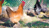 What is a chicken run? 