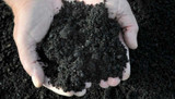How to use Chicken manure in the garden