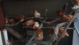 The best roost for chickens