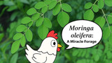 Growing Moringa for Chickens