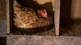 How to Make the Perfect Nesting Box for Your Chickens