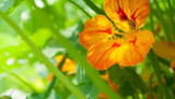 Top 5 plants for Chickens