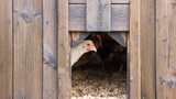6 Ways to Prevent Disease in a Chicken Coop