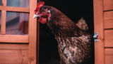 How to Prevent Chicken Respiratory Illnesses Naturally