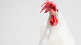 How Much Protein Do Chickens Need?