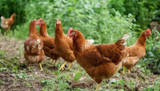 How To Reduce Stress in the Chicken Coop