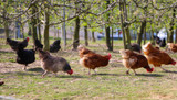 Chickens and wildlife