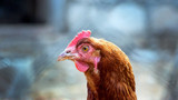 Newcastle Disease in Chickens - What is it?  Signs and Treatment