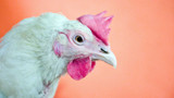 How to Prevent and Treat Salmonella in Chickens