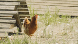 5 Essential Jobs to Get Your Coop Summer-Ready