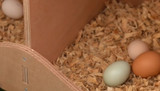Why Won't My Chickens Lay Eggs in Their Nesting Boxes?