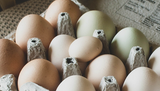 Is your chicken laying tiny eggs? 