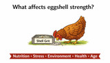 What Affects Eggshell Strength?