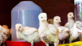Different Types and Choosing the Best Chicken Feeder for Your Flock