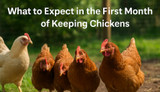 What to Expect in the First Month of Keeping Chickens