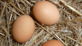 What Age Do Chickens Start Laying Eggs?