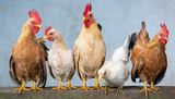 Where to buy chickens